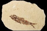 Fossil Fish (Knightia) With Floating Frame Case #181664-1